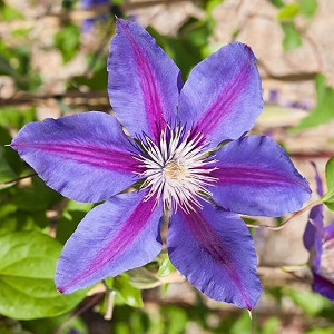 Clematis 'Anna Louise', Large-Flowered Clematis 'Anna Louise', Clematis 'Evithree', group 2 clematis, Pink clematis, Clematis Vine, Clematis Plant, Flower Vines, Clematis Flower, Clematis Pruning,